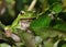 European Treefrog - Hyla arborea