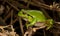 European treefrog (Hyla arborea) ready to make