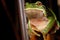 European treefrog Hyla arborea in Valdemanco, Madrid, Spain