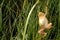 European treefrog Hyla arborea in Valdemanco, Madrid, Spain