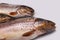 European trout (Salmo trutt
