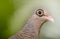 European turtle dove gazing forward in a meditative and contemplative state