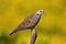 European turtle dove sitting on bough in summer nature.