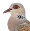 European Turtle Dove, Streptopelia turtur