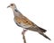 European Turtle Dove, Streptopelia turtur