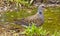 European turtle dove (Streptopelia turtur)