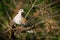 European Turtle-Dove - Streptopelia turtur sitting on the branch, beautiful colours, member of the bird family Columbidae, the