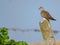 European Turtle-dove Streptopelia turturstaring at the endless vineyards