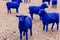 European Union colored blue Sheeps. Exhibition Event for EU election. On a Marketplace in Sindelfingen, Baden-Wuerttemberg,