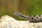 European venomous adder creeping on stone