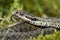 European viper showing tongue