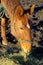 European warmblood horse in Winter feeding on hay