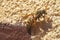 European wasp on brown background.