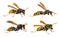 European wasp German wasp or German yellowjacket