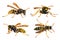 European wasp German wasp or German yellowjacket
