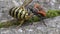 European wasp, German yellow jacket eaten by red fire bug