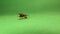 European wasp isolated on green background. yellow hornet, German yellowjacket