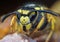 European wasp Vespula germanica