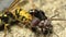 European Wasp vs Bull Ant 2