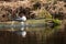 European water bird Common merganser, Mergus merganser resting