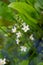 The European water-plantain Alisma plantago-aquatica