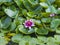 European Waterlily Water Rose or Nenuphar Nymphaea pink flower macro, selective focus