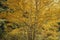European white birch with autumnal golden leaves