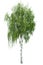 European white birch Betula pendula tree with green summer leaves isolated on a white background.