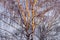 European white birch, Betula pendula treetop during a late winter sunset