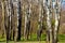 European white birch forest detail. white tree trunks. green undergrowth