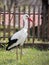 European White breeding stork Ciconia Ciconia in the field near to the wooden fence of the house