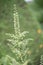 European white hellebore Veratrum album, greenish-white flowers