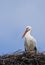 European White Stork