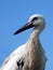 European white stork close-up