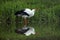 European White Stork Drinking