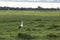 European White Stork on mowed meadow