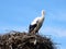 European white stork on nest