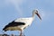 European white stork standing