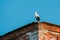 European White Stork Standing On Wall Of Old Ruined Orthodox Church