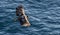 European white tailed eagle (Haliaeetus albicilla) on the island of Runde, Norway