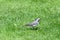 European white wagtail - Motacilla alba alba