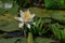 European white water lilly in Danube Delta, Romania