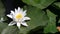 European White Water Lily Nymphaea alba