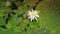 European white waterlily