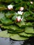 European White Waterlily