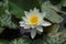 European White Waterlily Nymphaea alba