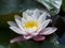 European White Waterlily, Water Rose or Nenuphar, Nymphaea alba, flower close-up, selective focus, shallow DOF