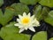 European White Waterlily, Water Rose or Nenuphar, Nymphaea alba, flower macro, selective focus, shallow DOF