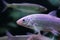 European whitefish Coregonus lavaretus
