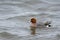 European Wigeon